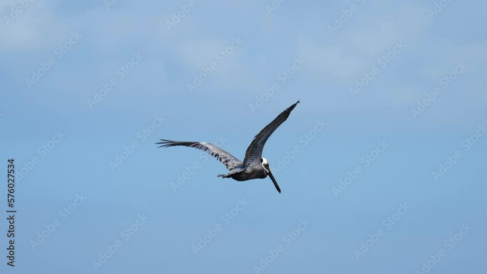 Three beautiful slow motion clips of a brown pelican flying over water and making a turn. Three beautiful slow motion clips of a brown pelican flying over water and making a turn.