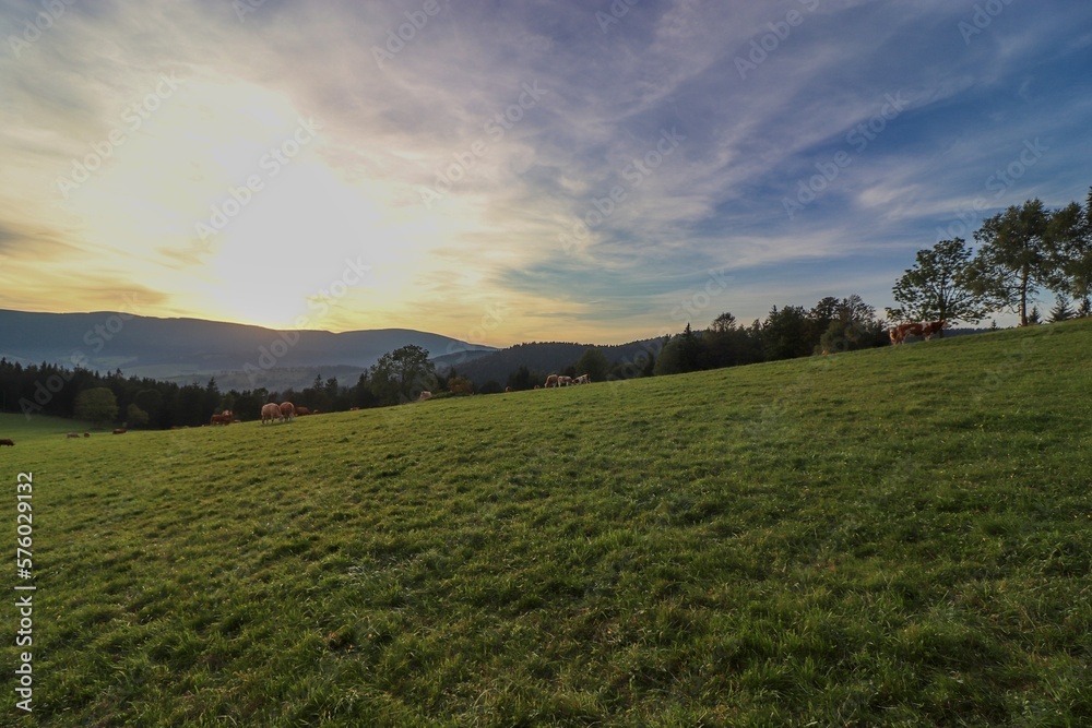 A view to the cows on the meadow during sunset in mountains Jeseniky, Czech republic 