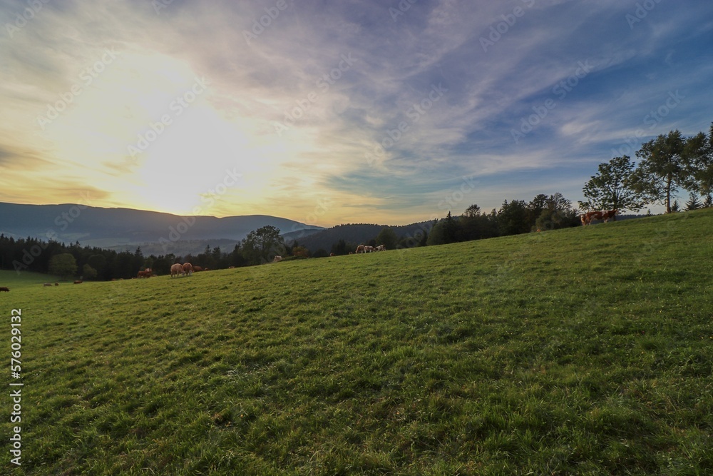 A view to the cows on the meadow during sunset in mountains Jeseniky, Czech republic A view to the cows on the meadow during sunset in mountains Jeseniky, Czech republic