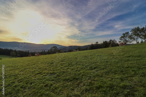 A view to the cows on the meadow during sunset in mountains Jeseniky  Czech republic 