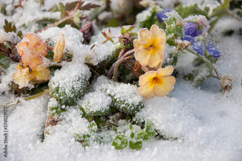 Flowers covered with snow photo