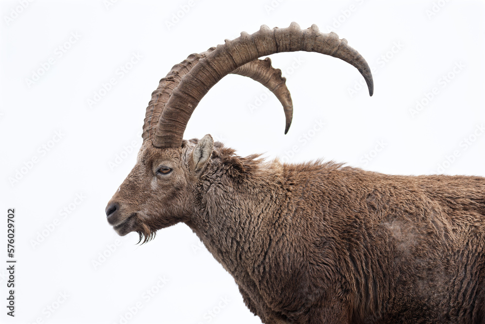 Portrait of an young alpine Ibex (Capra Ibex) on white background