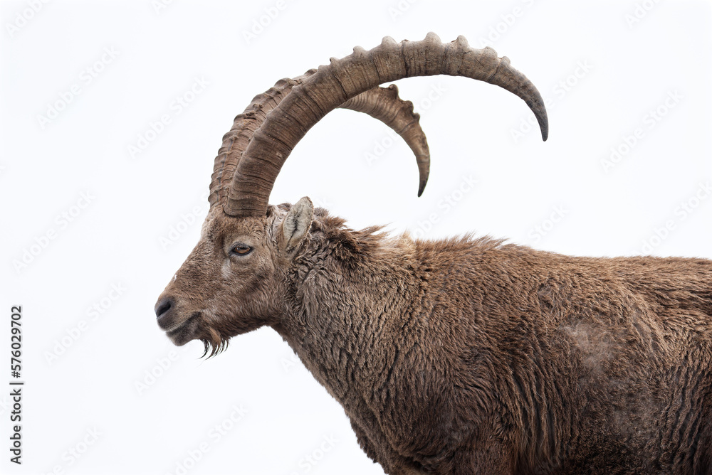 Portrait of an young alpine Ibex (Capra Ibex) on white background Portrait of an young alpine Ibex (Capra Ibex) on white background
