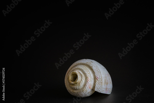conch shell with sandalwood stick and stone. pooja essentials for rituals during hindu religious festivals. shot against black background with copy space.