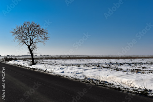 Samotne drzewo przy pustej drodze.