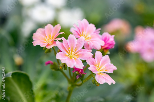 Lewisia cotyledon “Elise”. It's also called Siskiyou lewisia and cliff maids. This plant is native to southern Oregon and northern California but it has been widely introduced elsewhere.