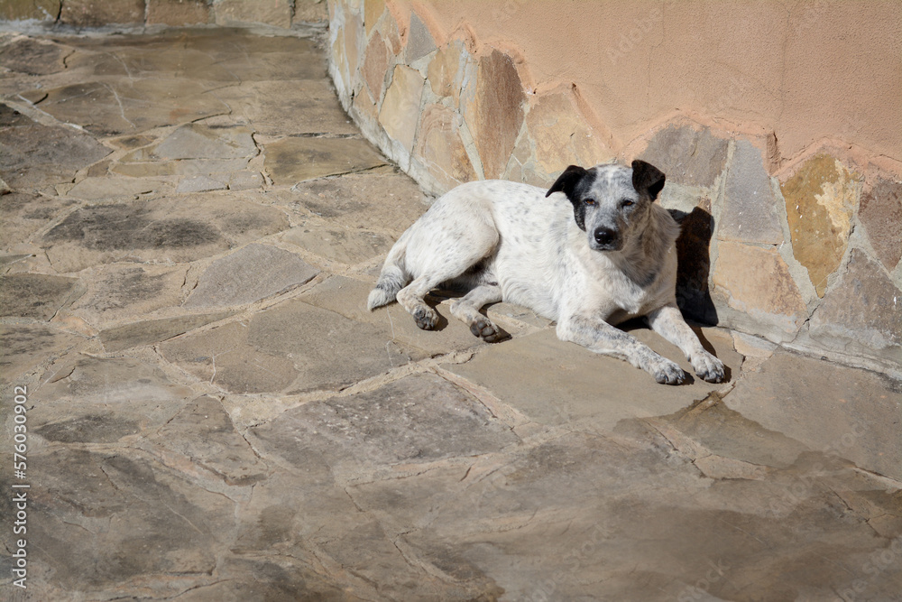 Lonely stray dog lying on stone surface outdoors, space for text. Homeless pet