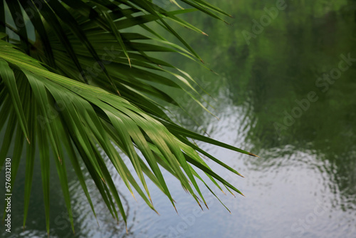 Beautiful green palm leaves above lake. Space for text