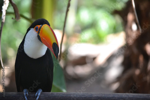 toucan in a natural refuge