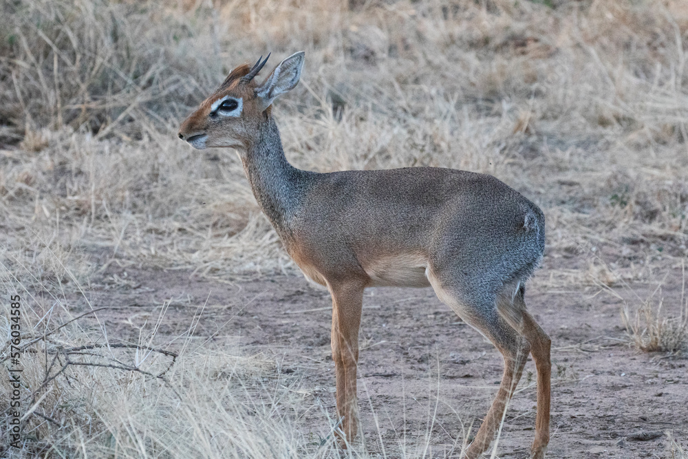A nervous Dik-dik looking out for predators. A nervous Dik-dik looking out for predators.