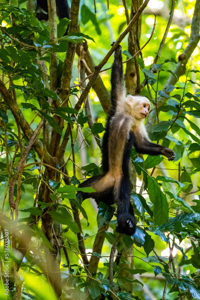 Honduras Karibik Honduras Karibik