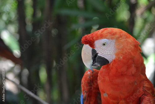 macaw in a natural refuge