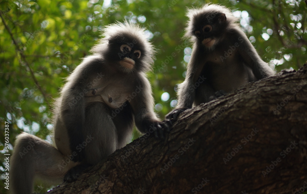 Dusky Leaf Monkey in the forest of Thailand.