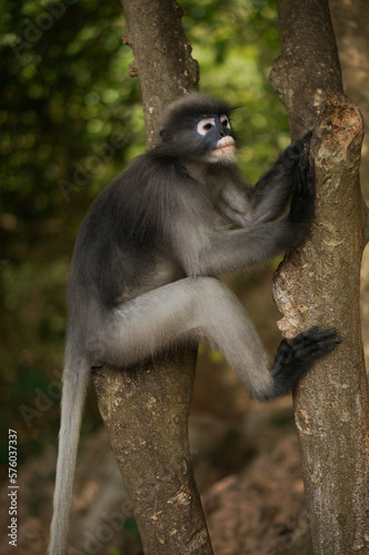 Dusky Leaf Monkey in the forest of Thailand. © Ашот Вдовиченко