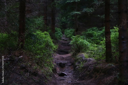 Narrow footpath in the dark forest near Jizerka, Czech republic © Czech Made Photo