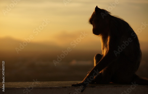 The family of monkeys and the sunset, Thailand
