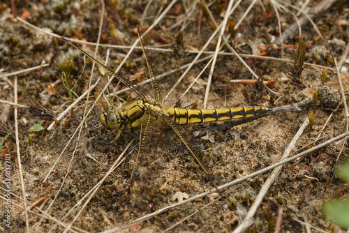 Natural closeup of an adult yellow female keeled skimmer dragonfly, Orthetrum coerulescens posed on the ground