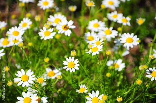 closeup of some small daisy flowers in the foreground