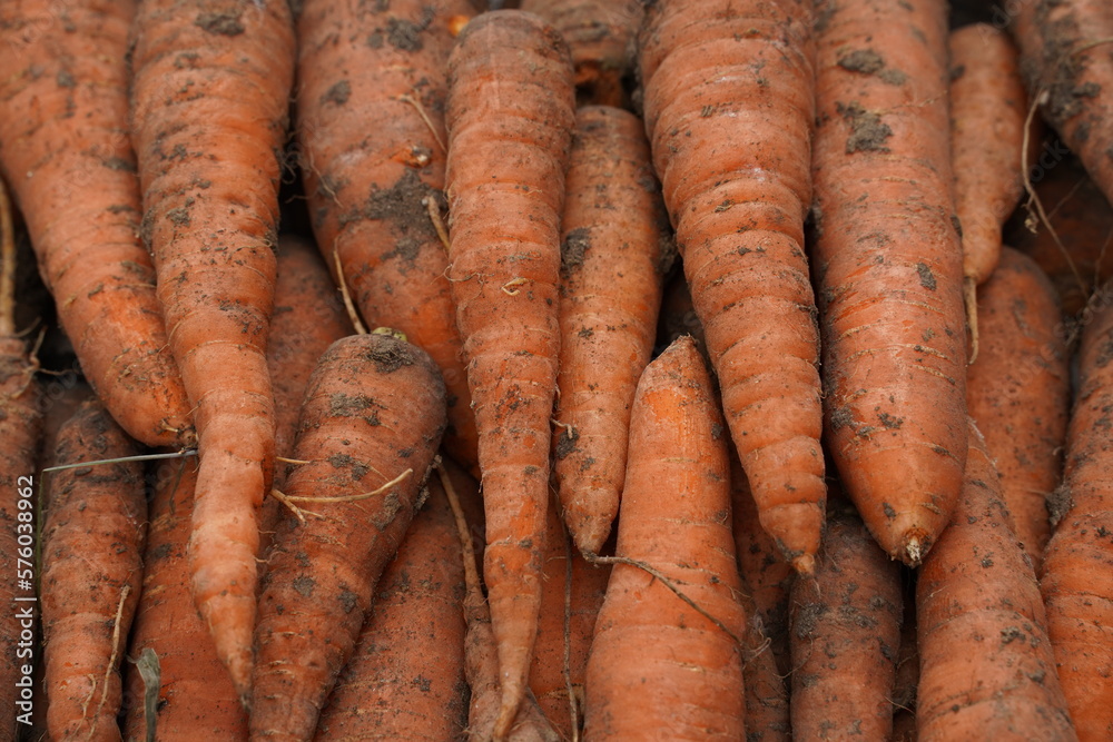 Fresh harvest carrots in organic vegetable garden. Autumn harvest top view. Fresh harvest carrots in organic vegetable garden. Autumn harvest top view.