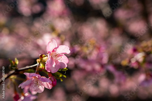 Sakura du Japon photo