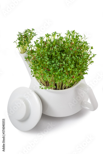 fresh watercress growing from an teapot