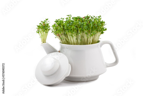 fresh watercress growing from an teapot