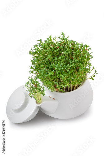 fresh watercress growing from an teapot