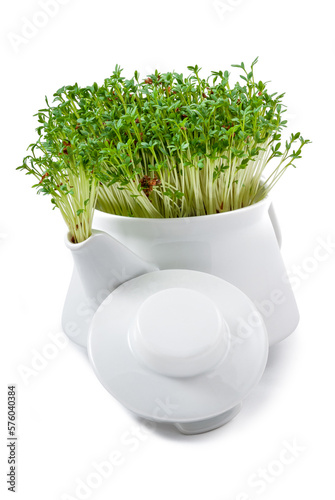 fresh watercress growing from an teapot