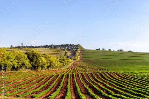 Soybean fields, grown on a farm in Brazil, with country road background