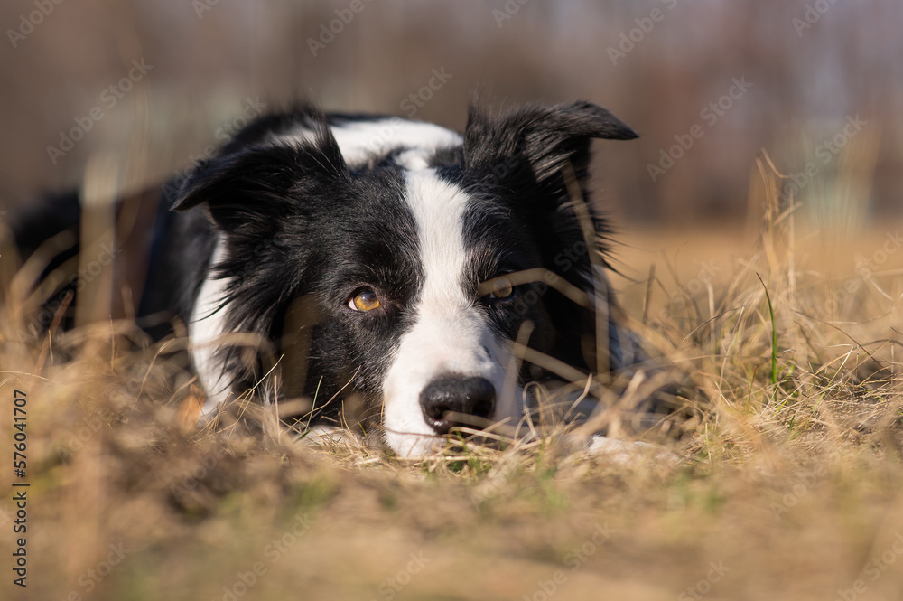 Border collie dog lies in the yellowed grass.