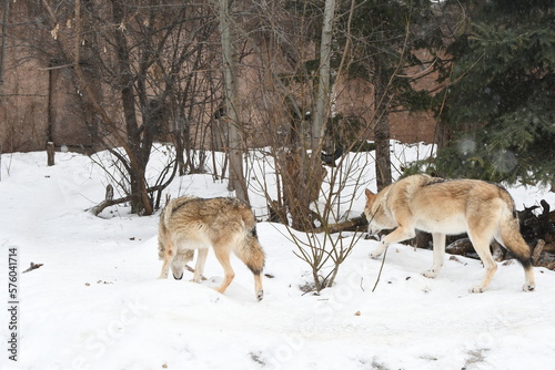 Grey Wolves Pack in Wildlife,in cold snowy winter forest.