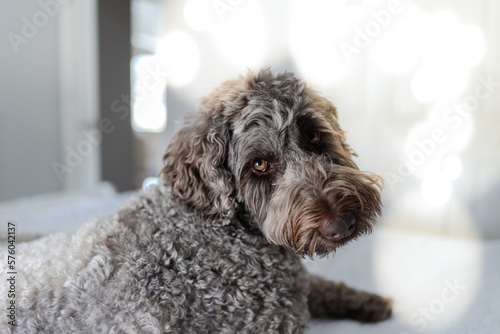 Brown Doodle closeup with eye contact, light cheerful, pet potrait