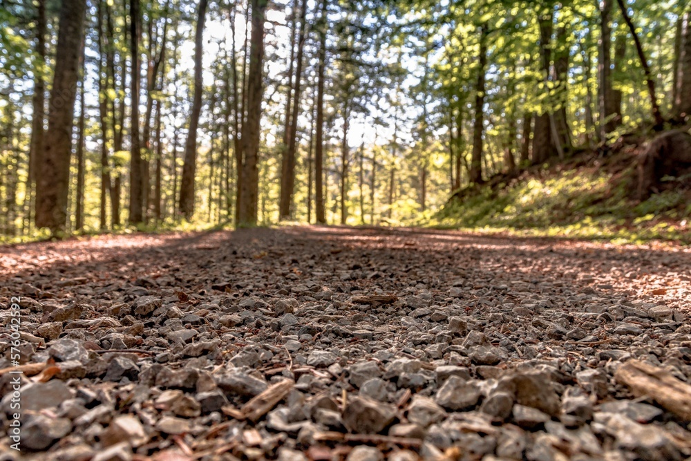 View of a road in the woods View of a road in the woods