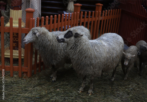 several adult sheep and two small lambs with white wool behind a low brown fence with hay.