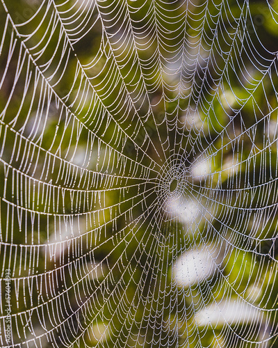 Ein großes Spinnennetz mit schönem Hintergrund und Wassertropfen.