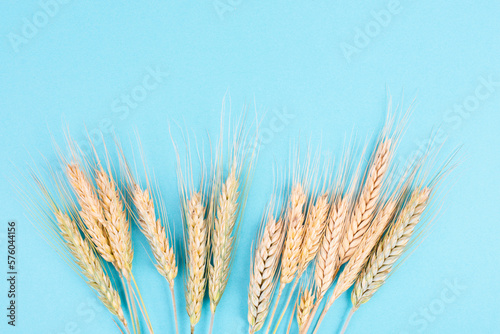 Wheat crop on a blue background, food harvest in the summer, golden straw 