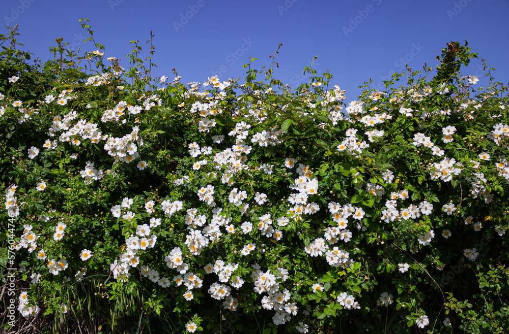 Fototapeta premium Botanical background. Beautiful white rosehip bush.