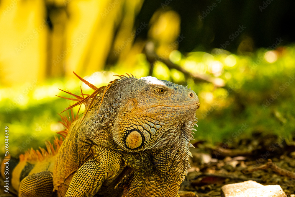 Fototapeta premium Grüner Leguan auf dem Waldboden