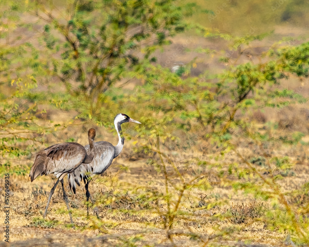 Obraz premium A Mother and juvenile of common crane walking