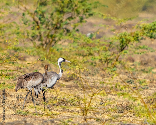 A Mother and juvenile of common crane walking