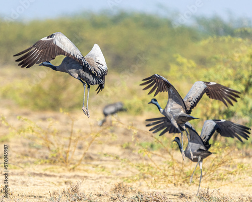 A Group of Common Cranes taking off