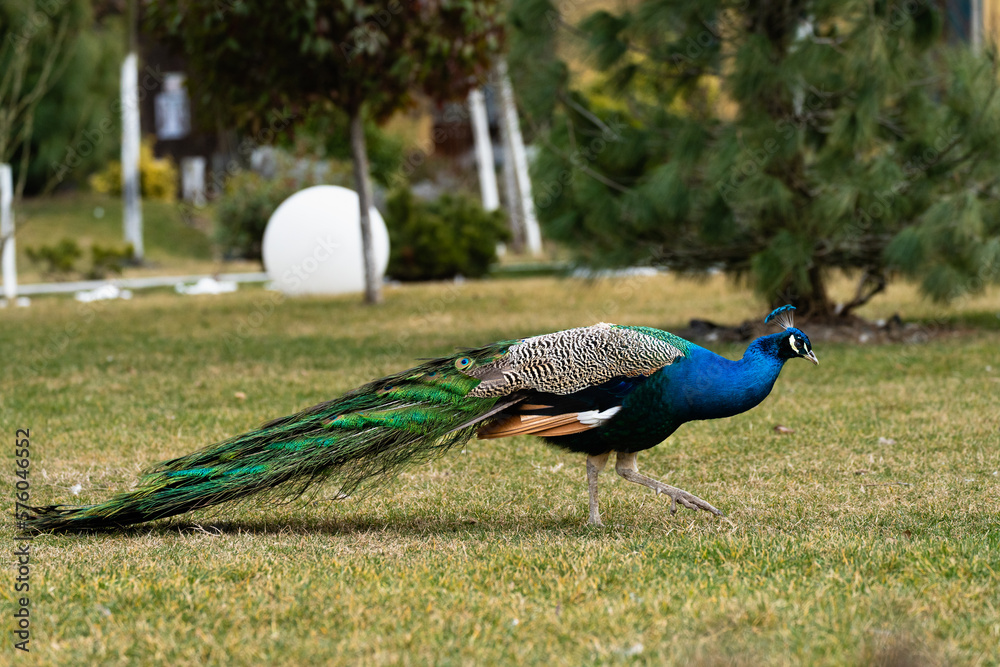 Fototapeta premium Peacock exploring a garden while having an attitude