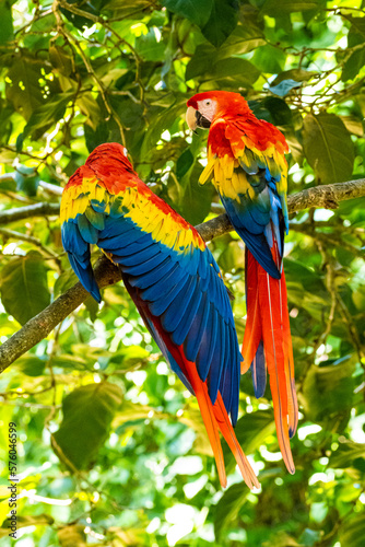 Papageien; Mittelamerika