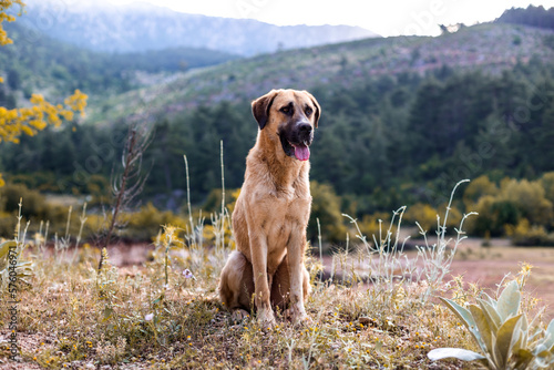 Anatolian shepherd dog sits on a mountain path photo