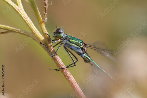 A dragonfly sits on a dry grass stalk. Species from the subfamily Lestinae rest with their wings partially open.