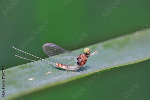 Macro of a small  mayfly resting on a blade of grass. 
