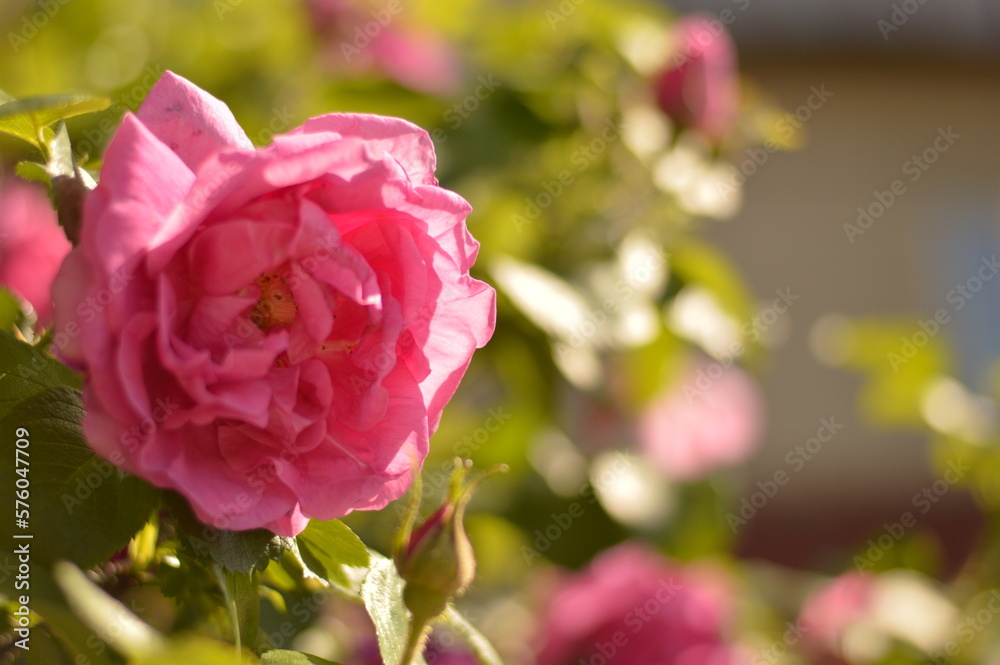 Beautiful flower rose with bokeh effect macro mode
