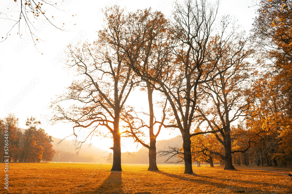 Fototapeta premium Autumn walk during the sunset