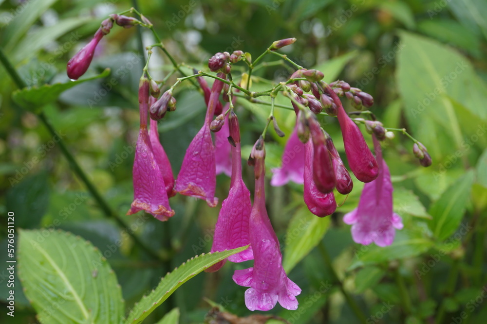 Strobilanthes cusia, also known as Assam indigo or Chinese rain bell Strobilanthes cusia, also known as Assam indigo or Chinese rain bell