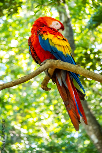 Roatan, Honduras, Karibik, Papagei © BerndVollmer